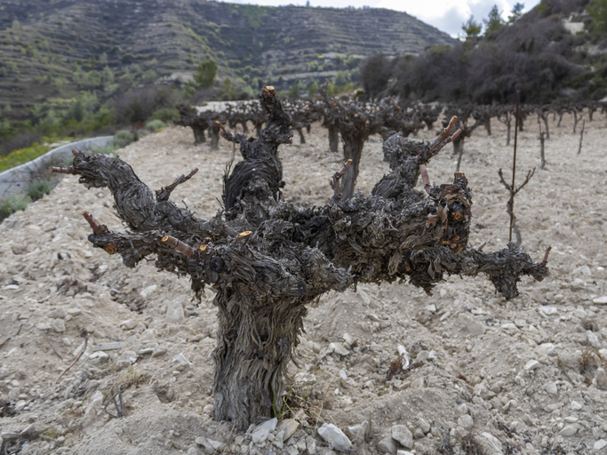 Aivalis Winery